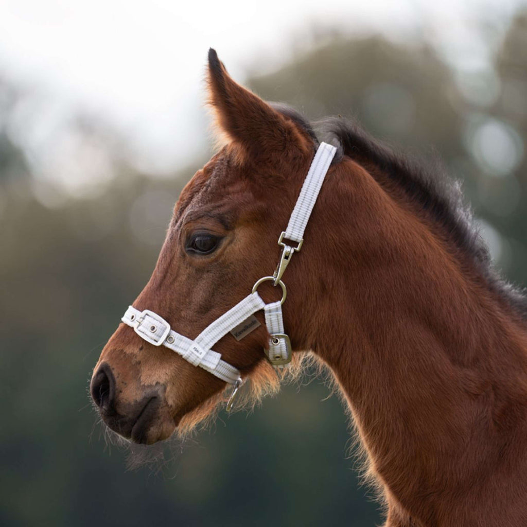 Kavalkade Cabestro Foal/Yearling Blanco/Plata