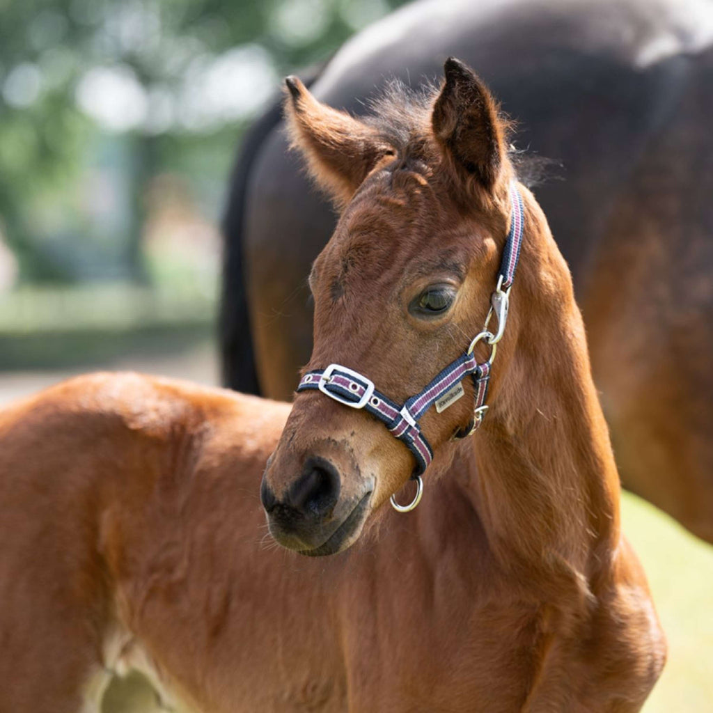 Kavalkade Cabestro Foal/Yearling Azul marino/Burdeos/Plata