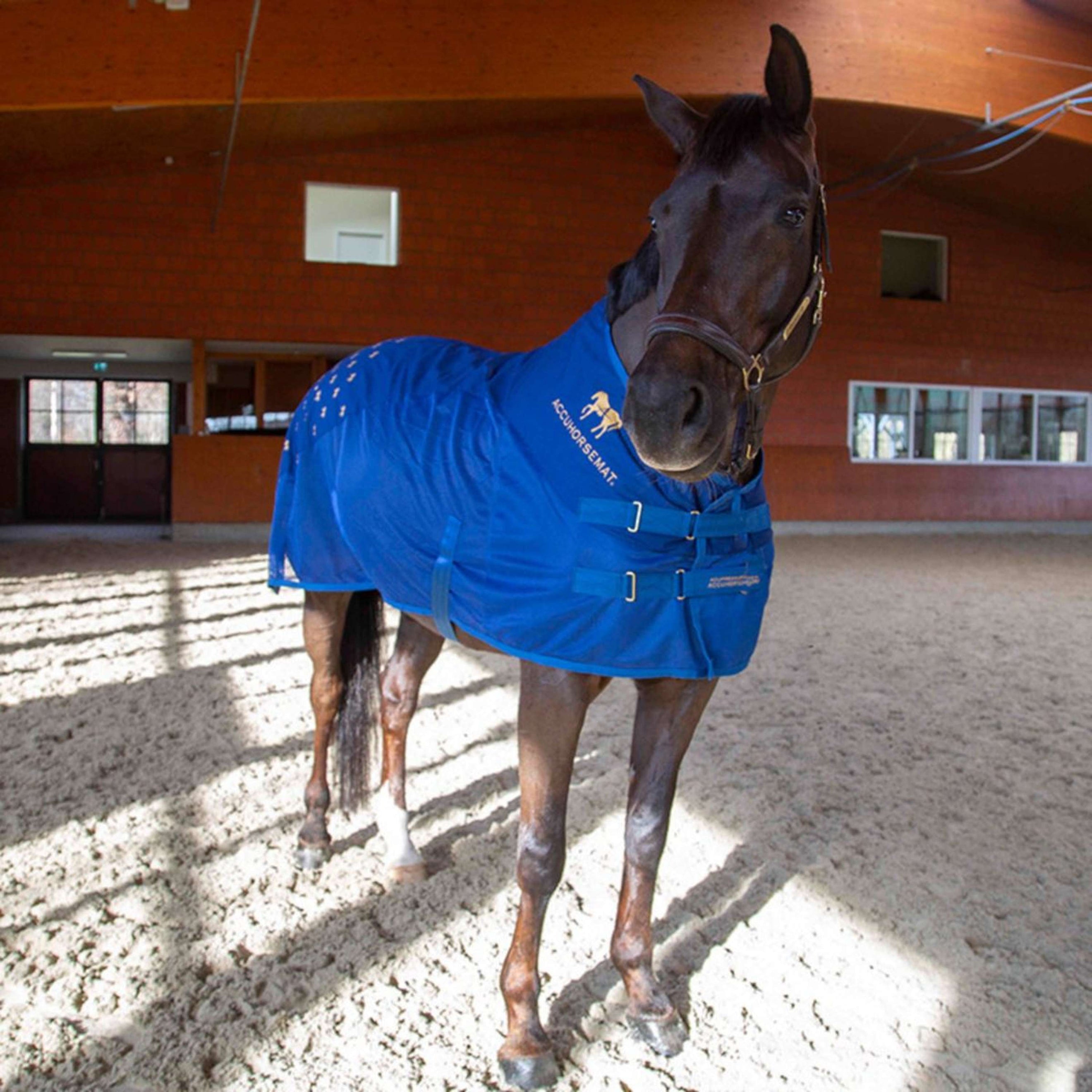 Accuhorsemat Alfombra Cooler con tapete de acupresión Azul Accuhorsemat Alfombra Cooler con tapete de acupresión Azul