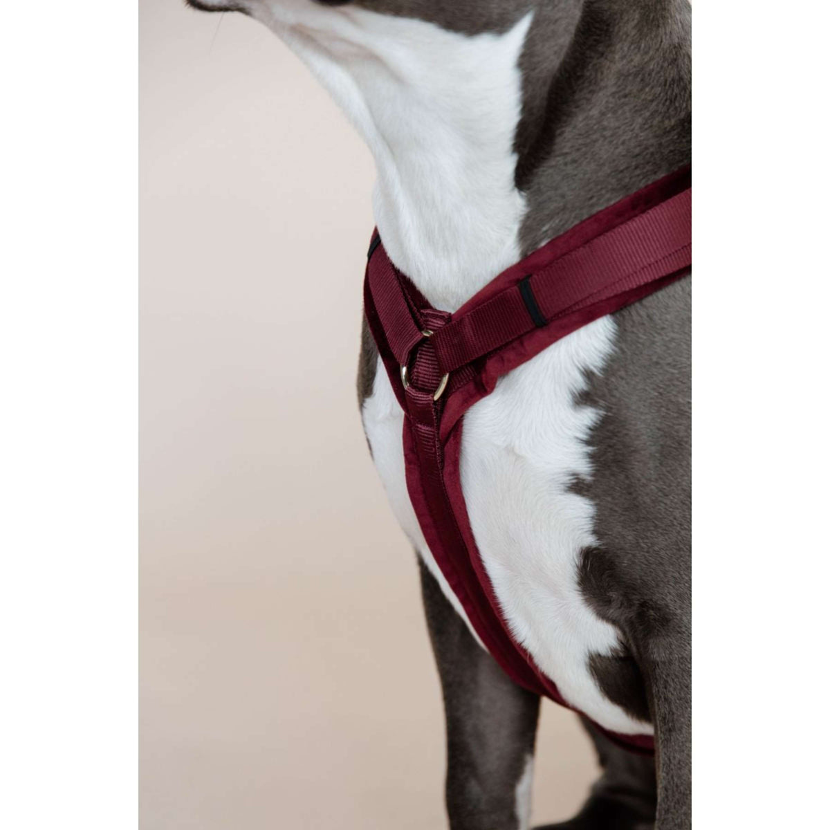 Kentucky Dogwear Arnés Active Velvet Bordeaux