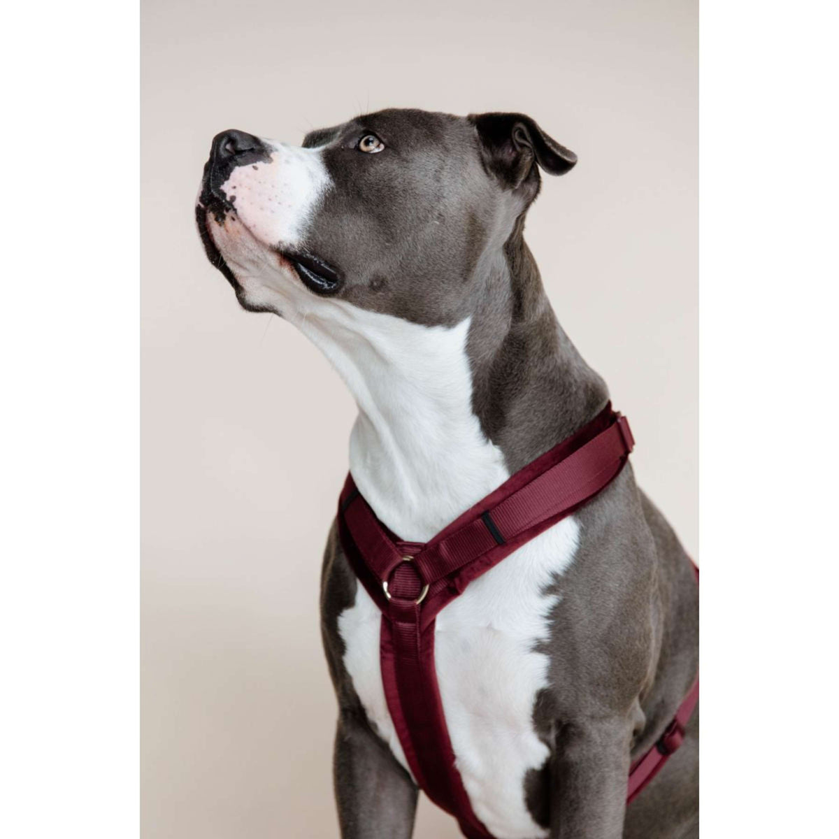 Kentucky Dogwear Arnés Active Velvet Bordeaux