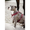Kentucky Dogwear Arnés Active Velvet Bordeaux