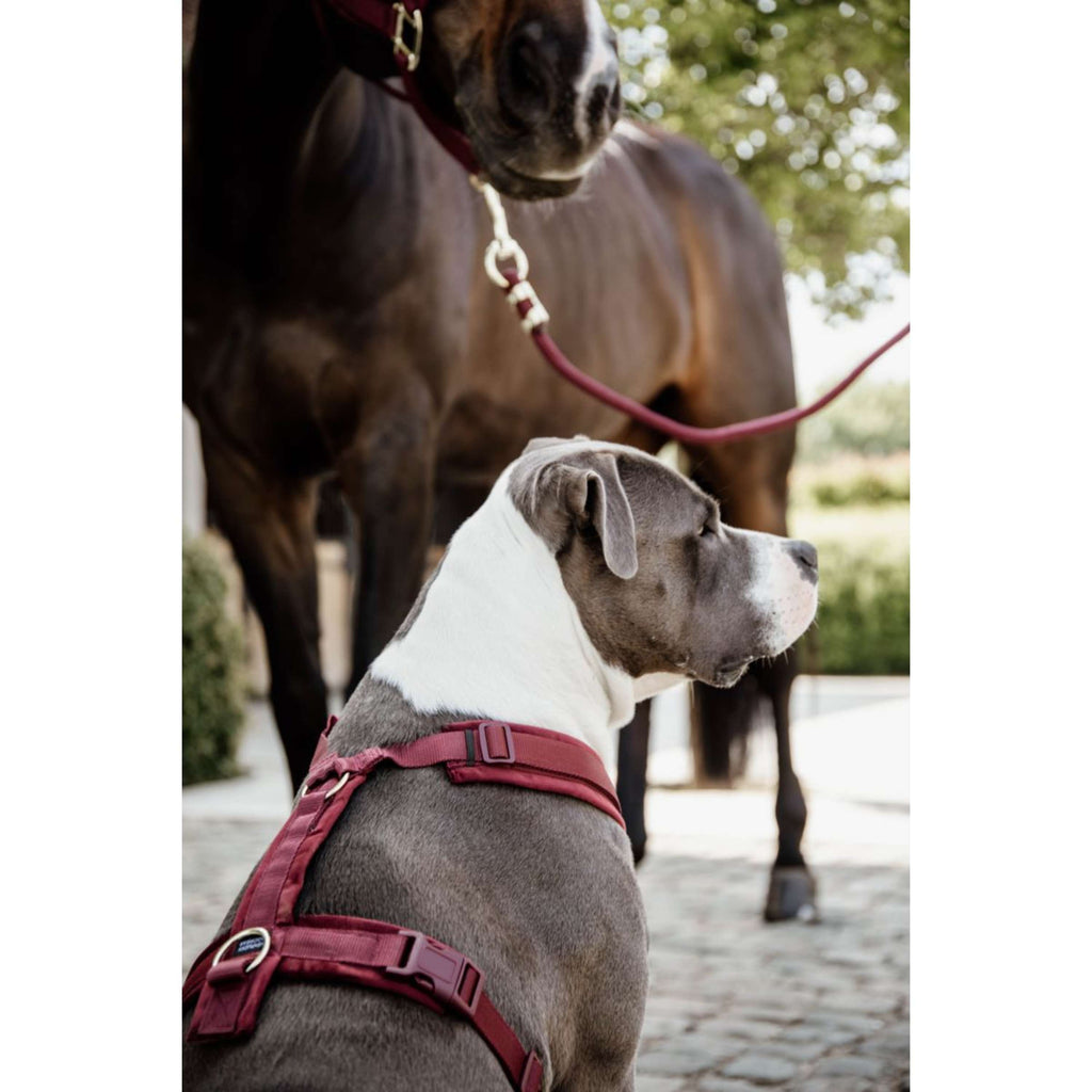 Kentucky Dogwear Arnés Active Velvet Bordeaux