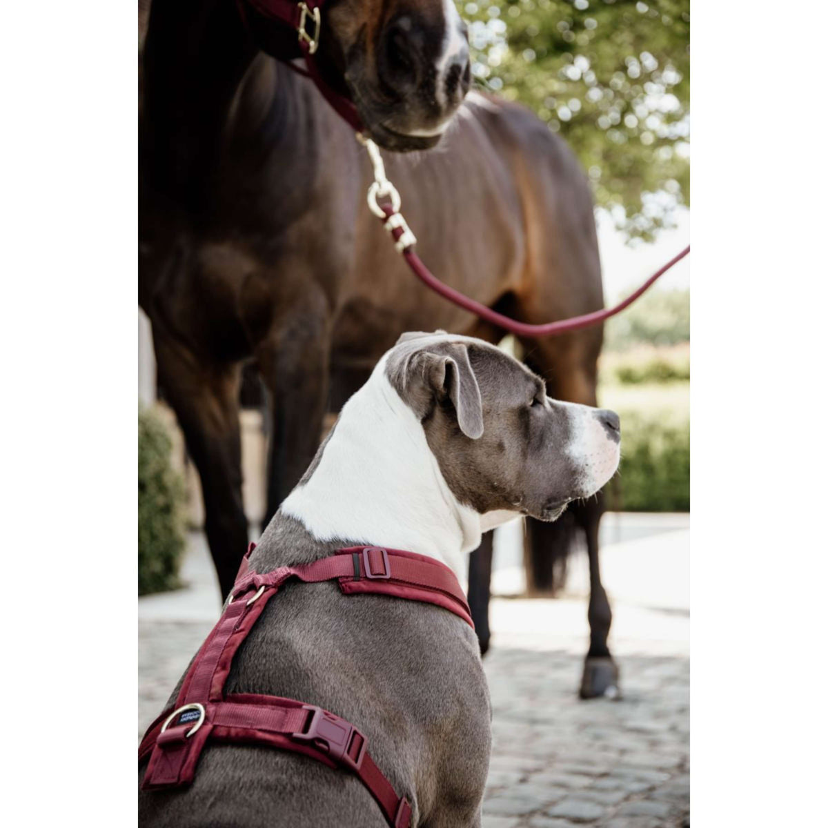 Kentucky Dogwear Arnés Active Velvet Bordeaux