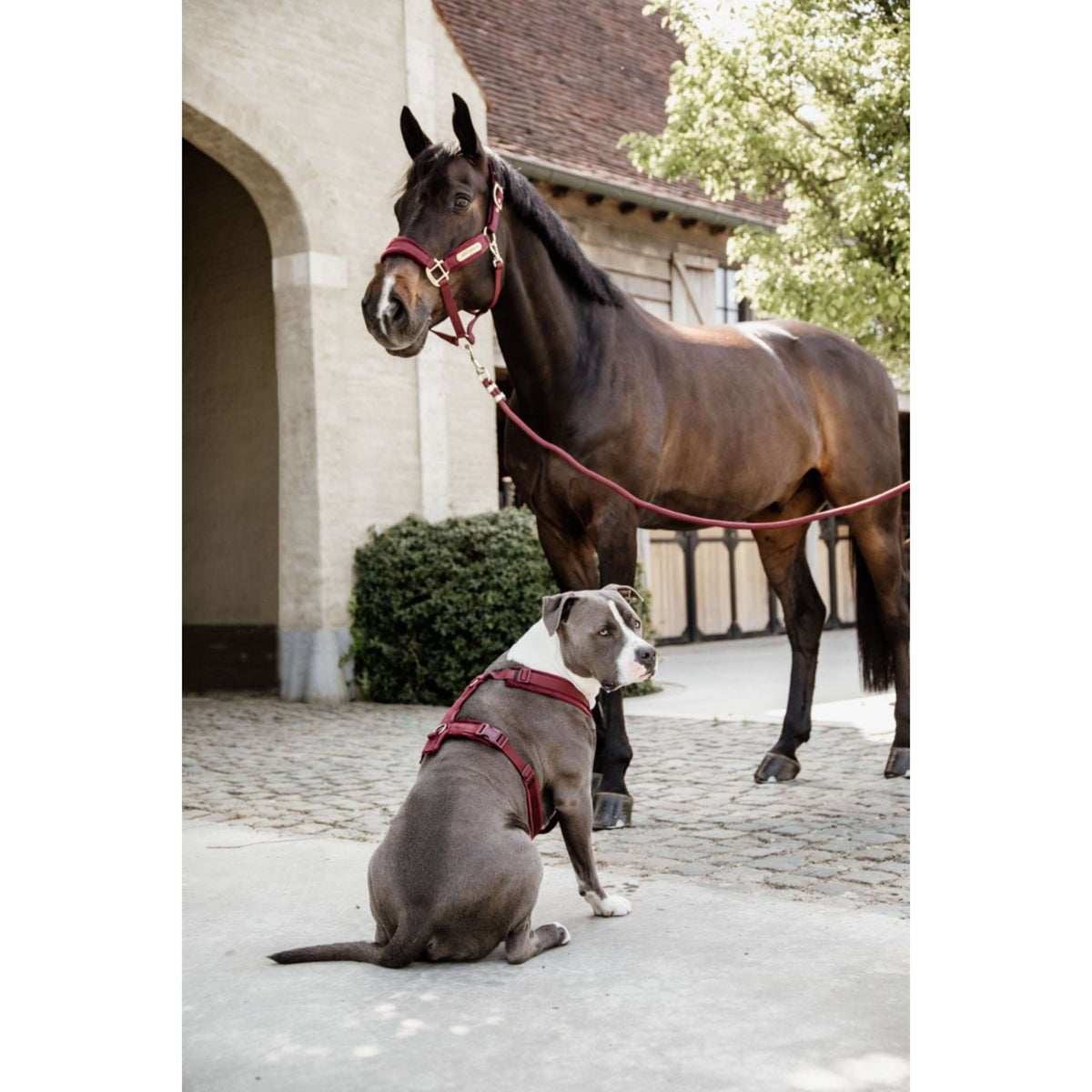Kentucky Dogwear Arnés Active Velvet Bordeaux