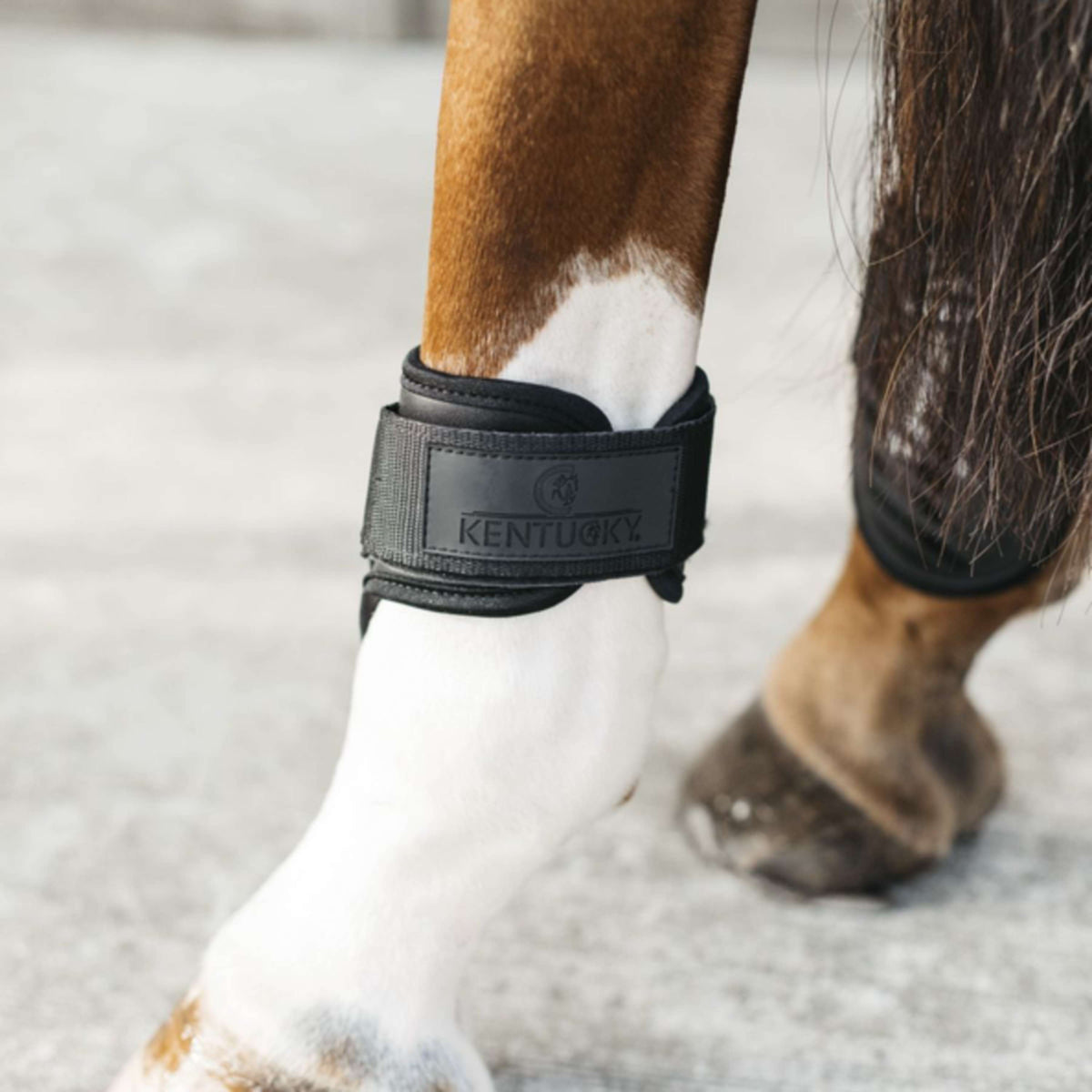Kentucky Horsewear Botas para menudillo Young Horse Negro