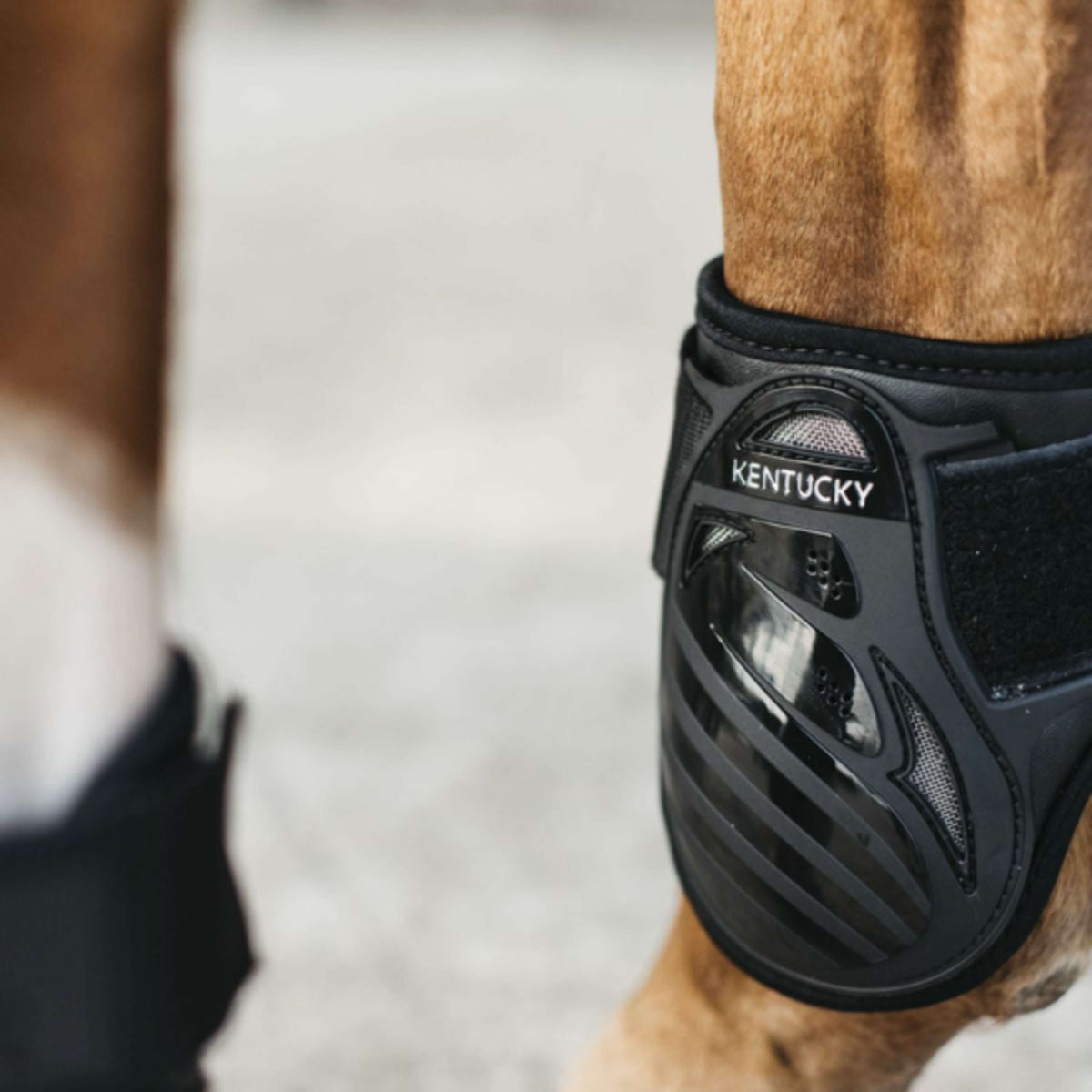 Kentucky Horsewear Botas para menudillo Young Horse Negro
