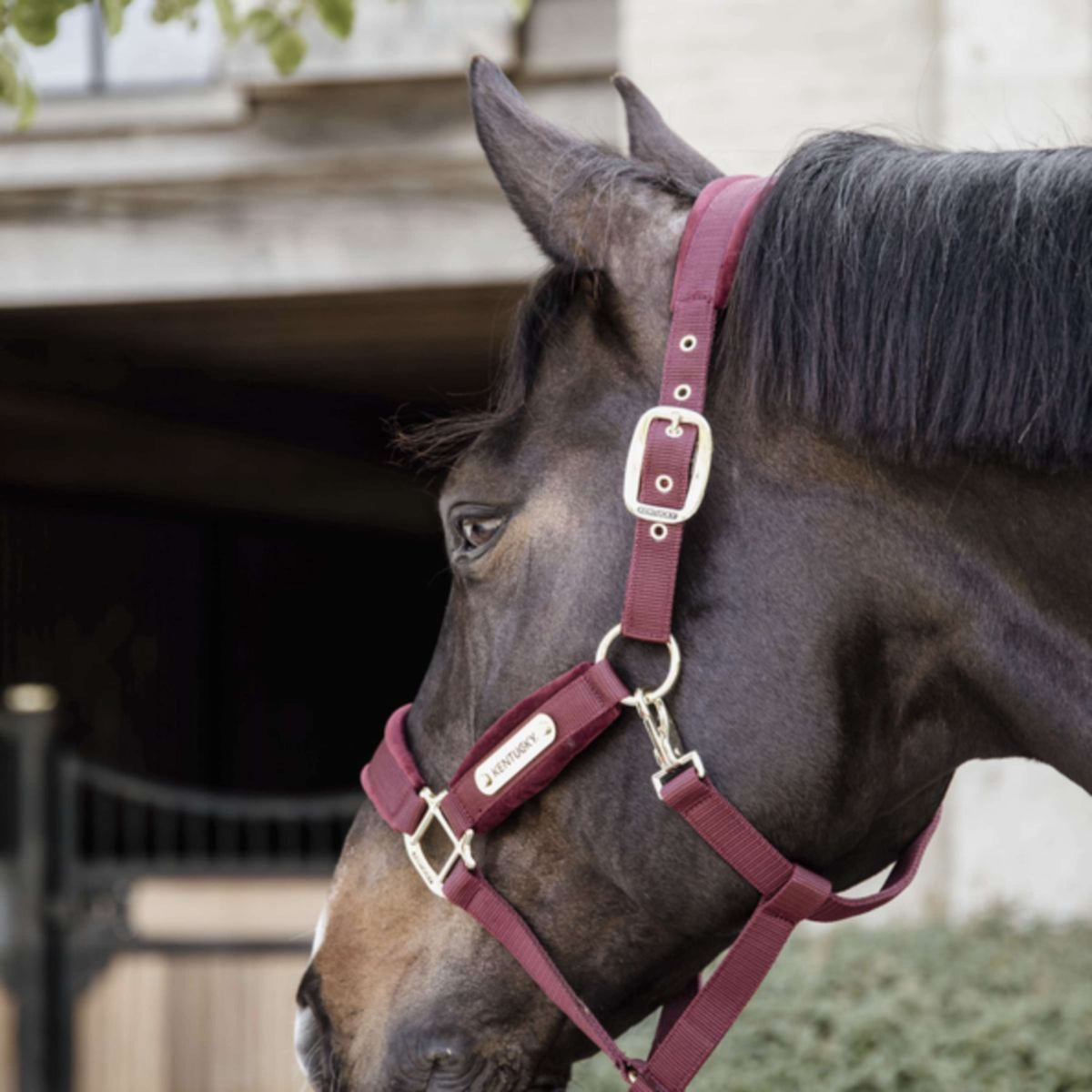 Kentucky Horsewear Cabezada Velvet Bordeaux