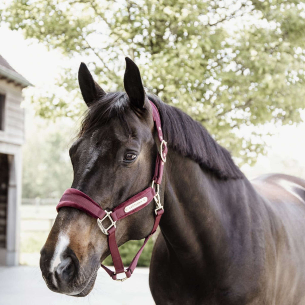 Kentucky Horsewear Cabestro Velvet Bordeaux