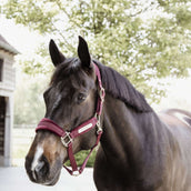 Kentucky Horsewear Cabezada Velvet Bordeaux