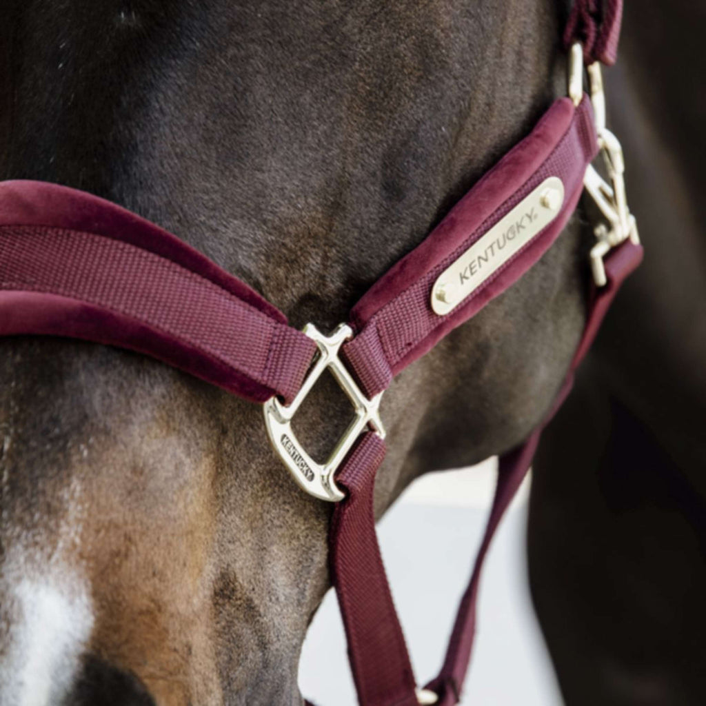 Kentucky Horsewear Cabestro Velvet Bordeaux