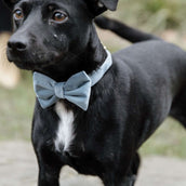 Kentucky Dogwear Collar para Perro Bow Tie Velvet Azul claro