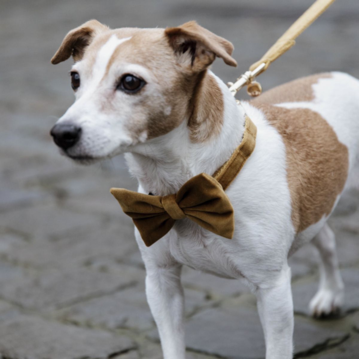 Kentucky Dogwear Collar para Perro Bow Tie Velvet Mostaza