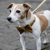 Kentucky Dogwear Collar para Perro Bow Tie Velvet Mostaza
