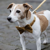 Kentucky Dogwear Collar para Perro Bow Tie Velvet Mostaza
