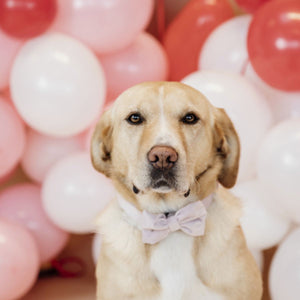 Kentucky Dogwear Collar para Perro Bow Tie Velvet Soft Rose Kentucky Dogwear Collar para Perro Bow Tie Velvet Soft Rose