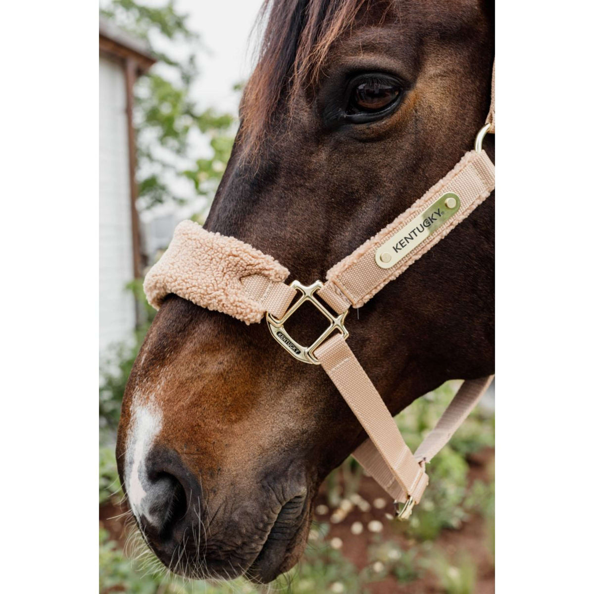 Kentucky Horsewear Cabezada Teddy Fleece Beige