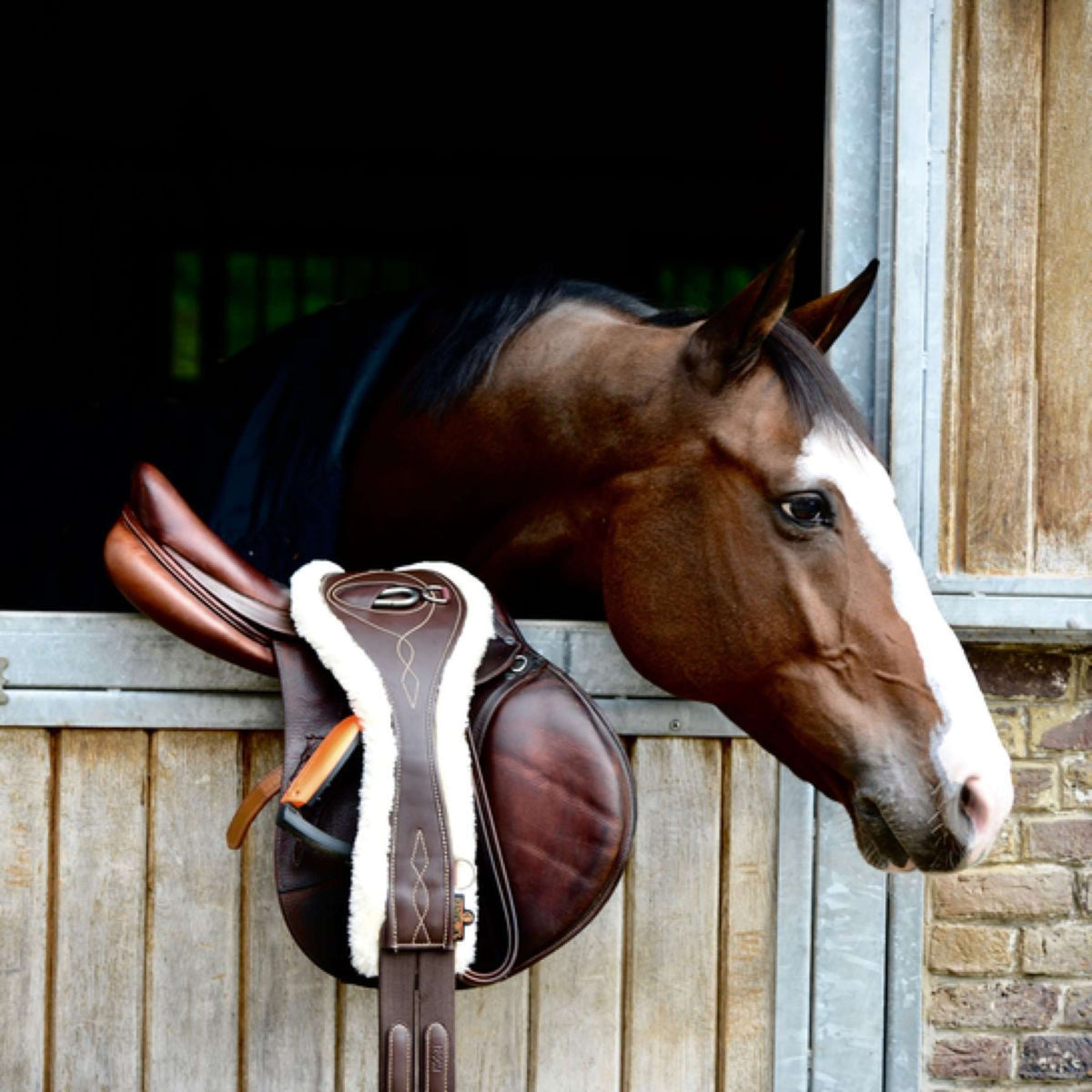 Kentucky Horsewear Cincha de Salto Marron