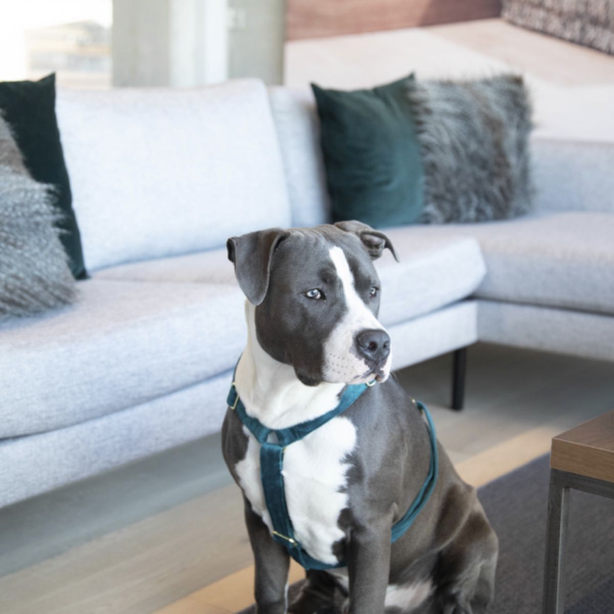 Kentucky Dogwear Arnés Loop Esmeralda