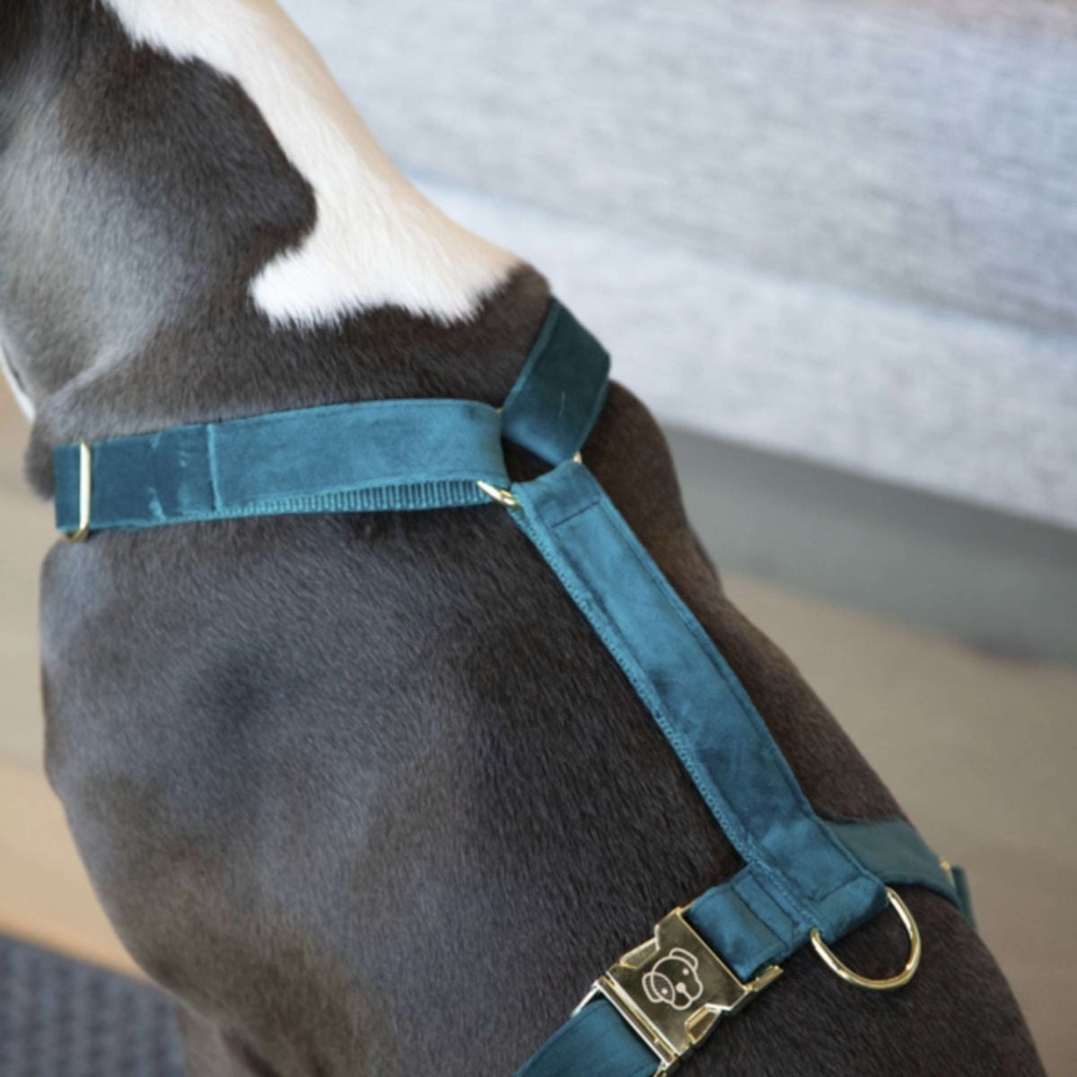 Kentucky Dogwear Arnés Loop Esmeralda
