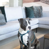Kentucky Dogwear Arnés Loop Esmeralda