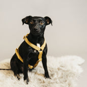 Kentucky Dogwear Arnés Loop Mostaza