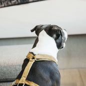 Kentucky Dogwear Arnés Loop Mostaza