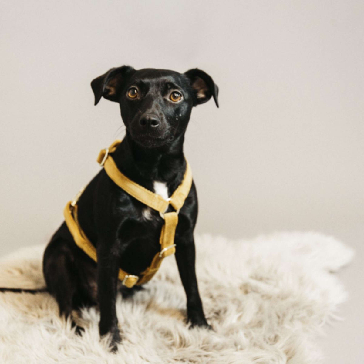 Kentucky Dogwear Arnés Loop Mostaza