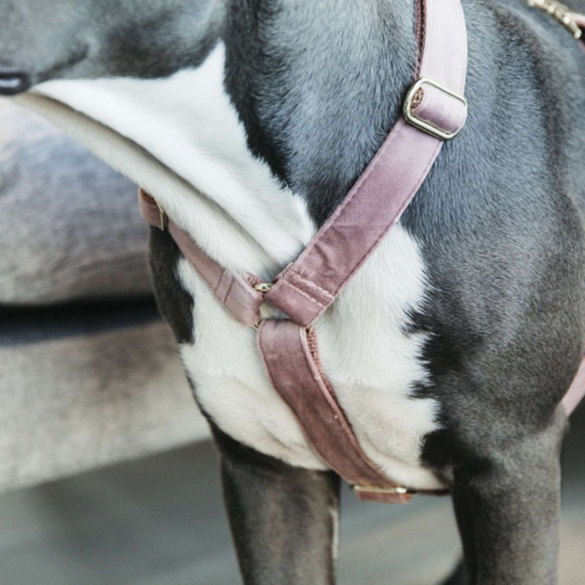Kentucky Dogwear Arnés Loop Rosa Viejo