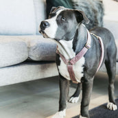Kentucky Dogwear Arnés Loop Rosa Viejo