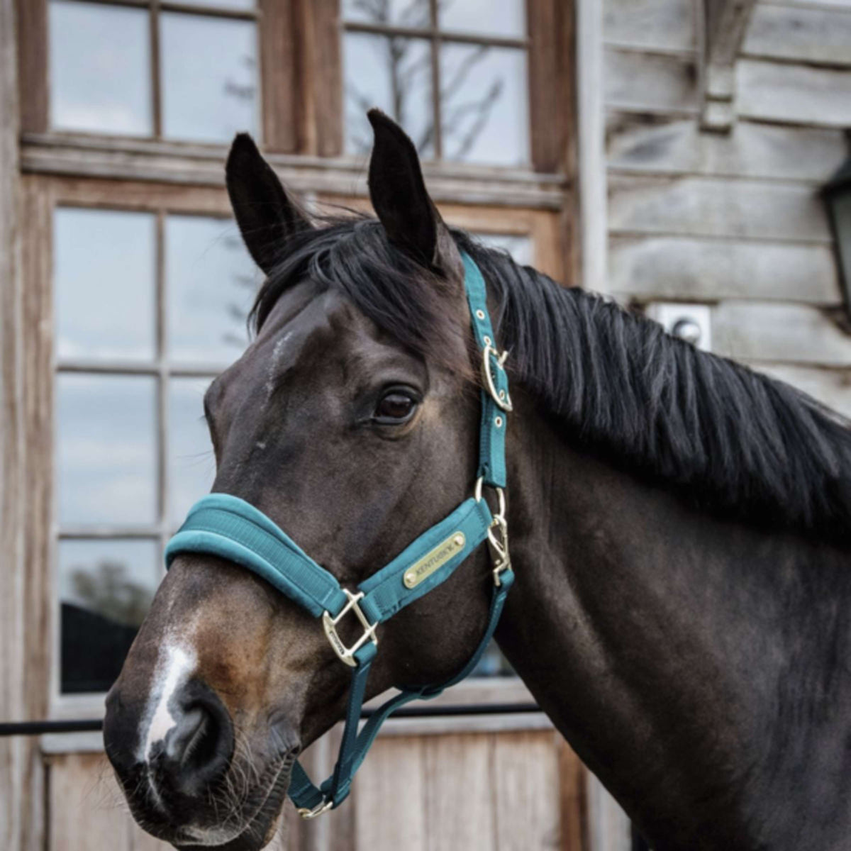 Kentucky Horsewear Cabezada Velvet Esmeralda