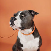 Kentucky Horsewear Halsband Perro Trenzado Nylon Naranja