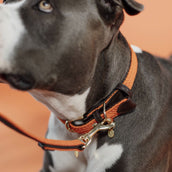 Kentucky Horsewear Halsband Perro Trenzado Nylon Naranja