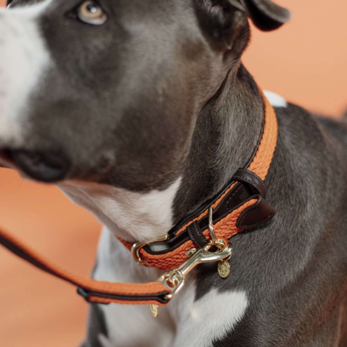 Kentucky Horsewear Halsband Perro Trenzado Nylon Naranja