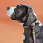 Kentucky Horsewear Collar Beige