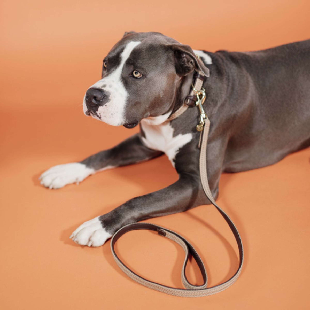 Kentucky Horsewear Collar Beige