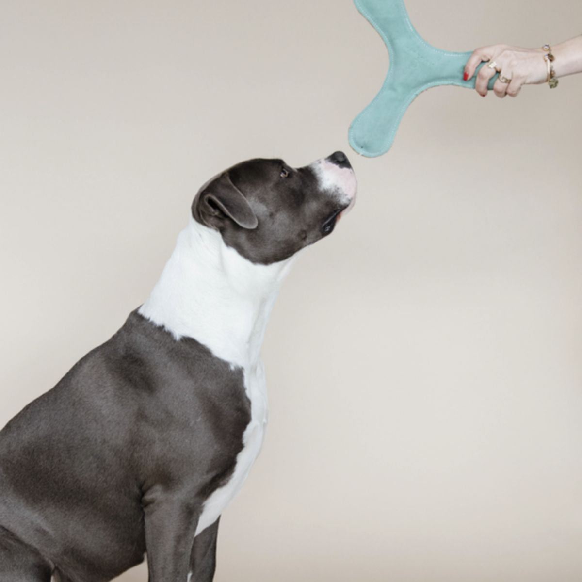 Kentucky Dogwear Juguete para Perro Boomerang Pastel Esmeralda