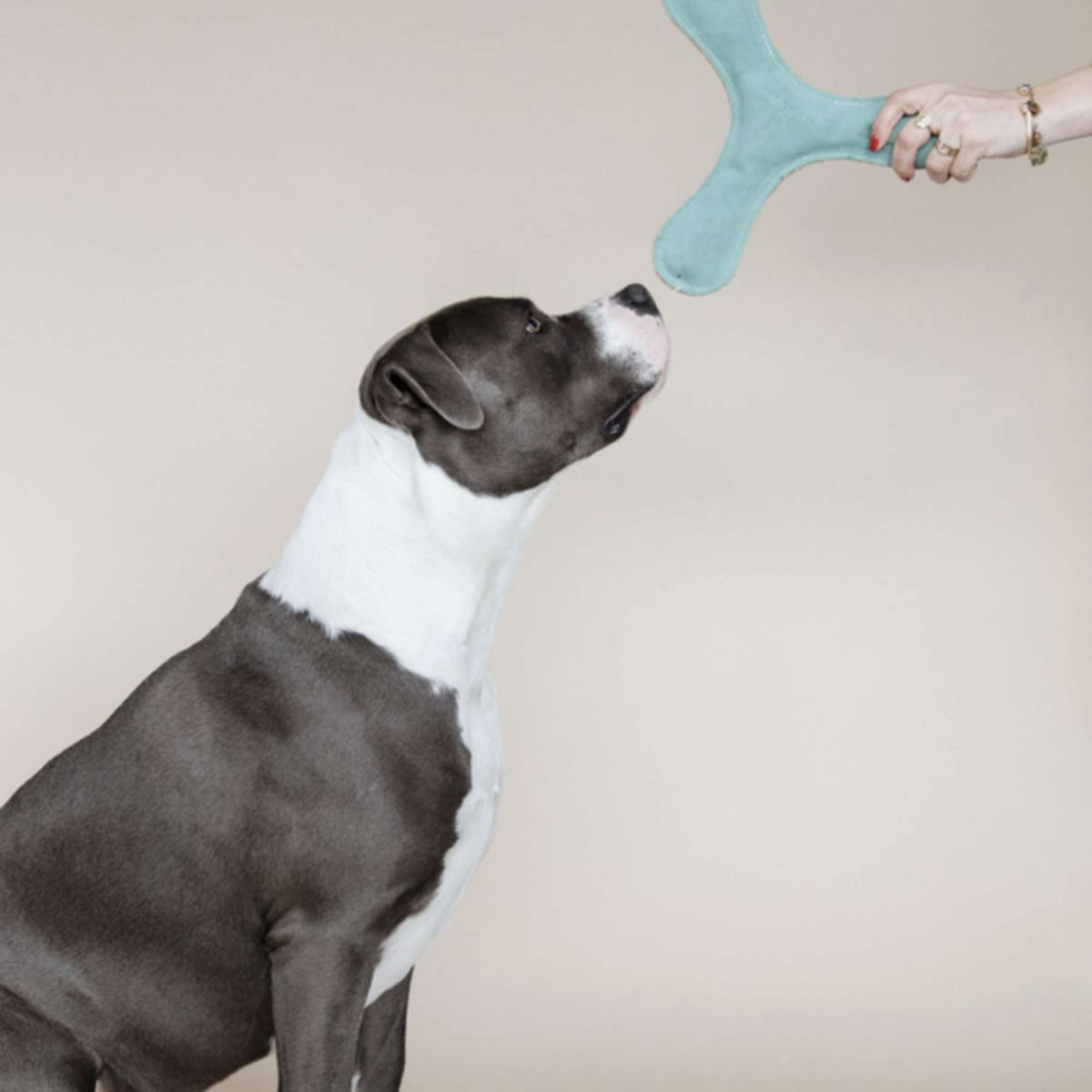 Kentucky Dogwear Juguete para Perro Boomerang Pastel Esmeralda