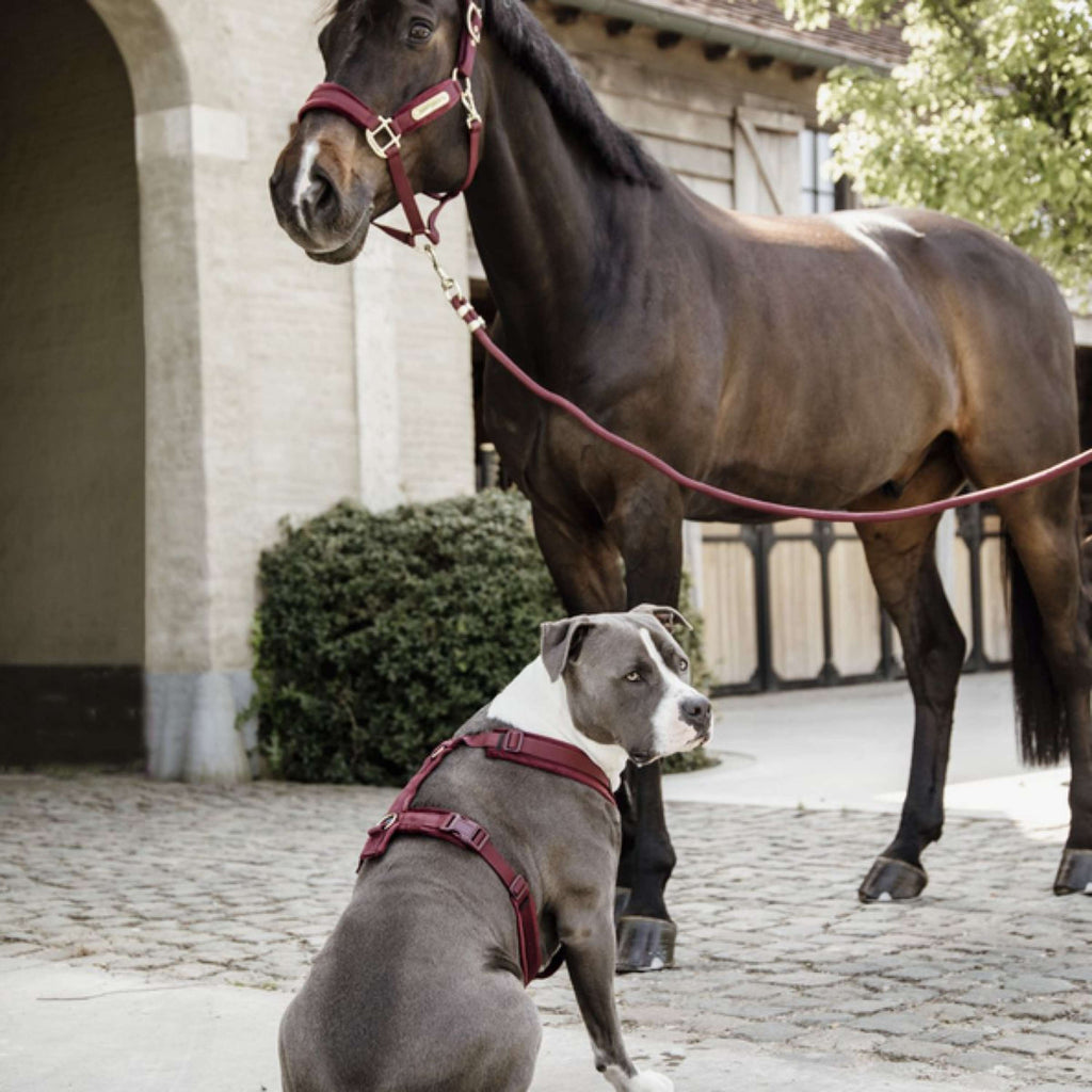 Kentucky Horsewear Cuerda de Cabestro Basic Bordeaux
