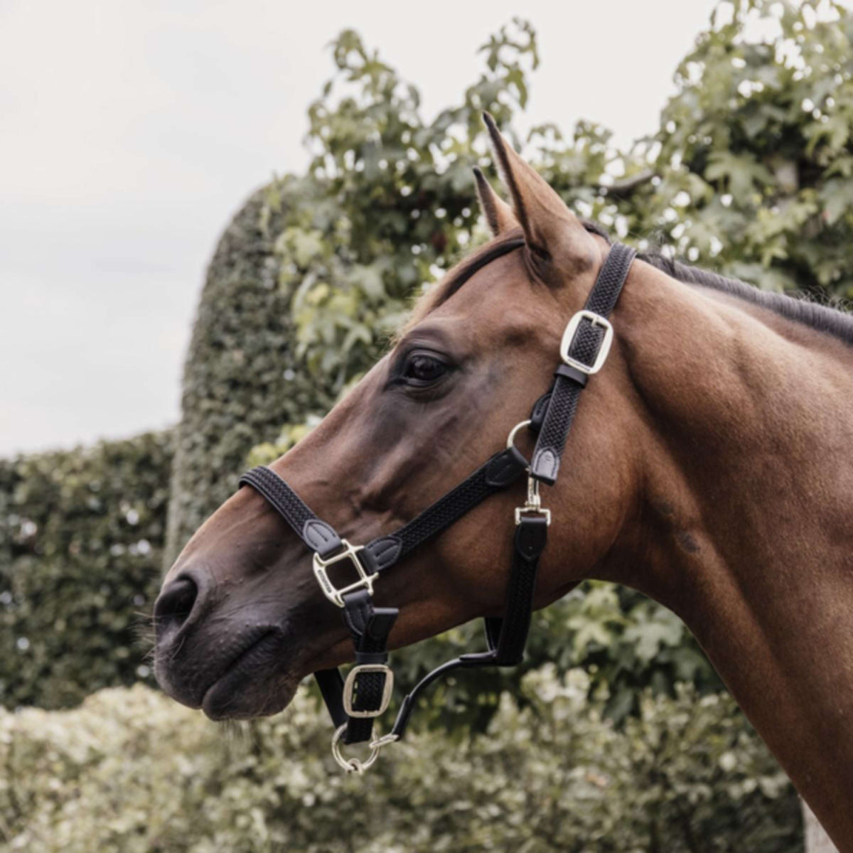 Kentucky Horsewear Cabezada Negro