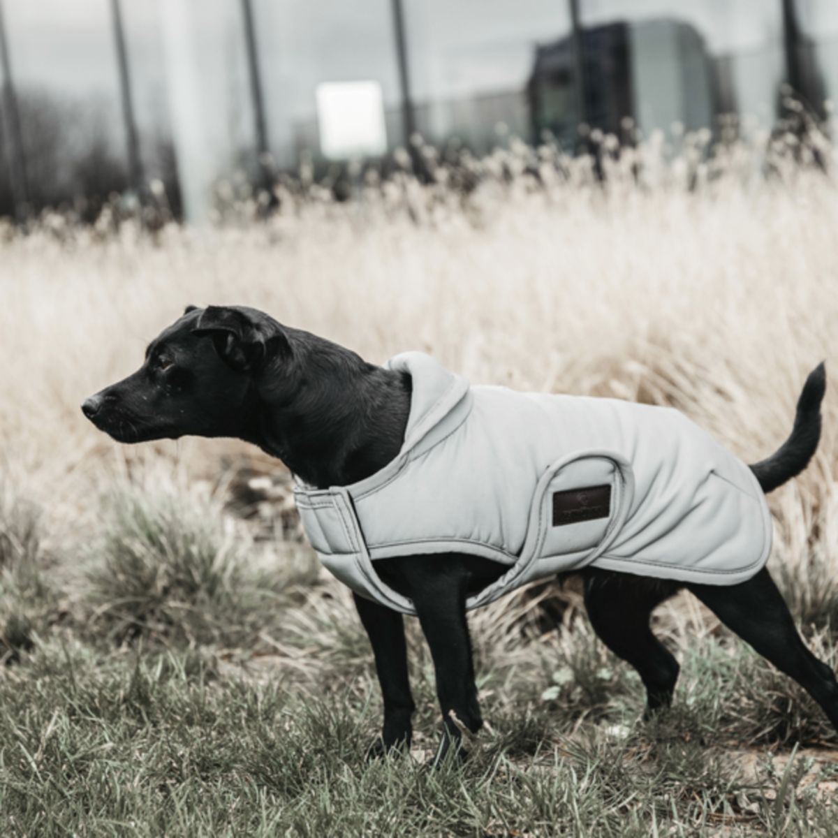 Kentucky Dogwear Abrigo para Perro Reflective & Water Repellent Belly Cover 150g Plata