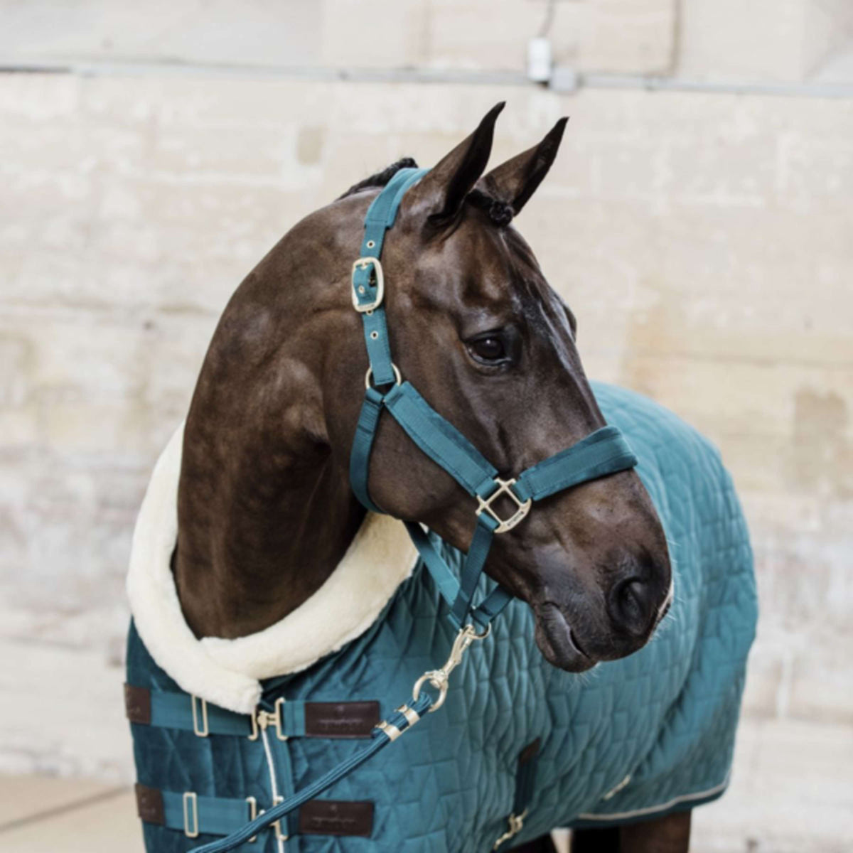 Kentucky Horsewear Cabezada Velvet Esmeralda