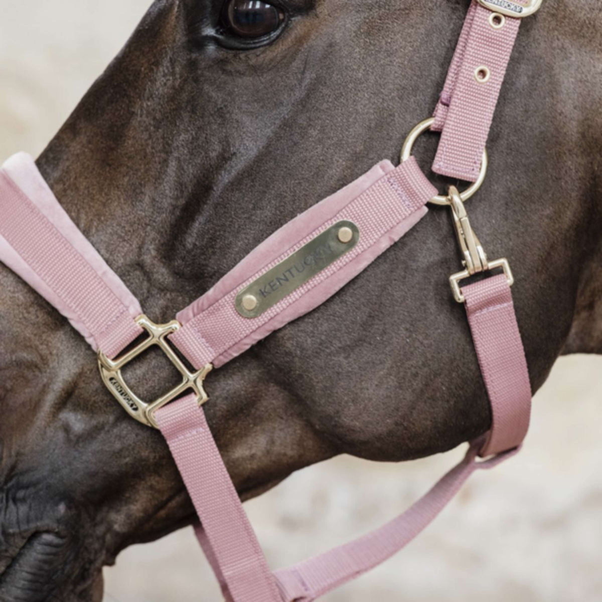 Kentucky Horsewear Cabezada Velvet Rosa Viejo