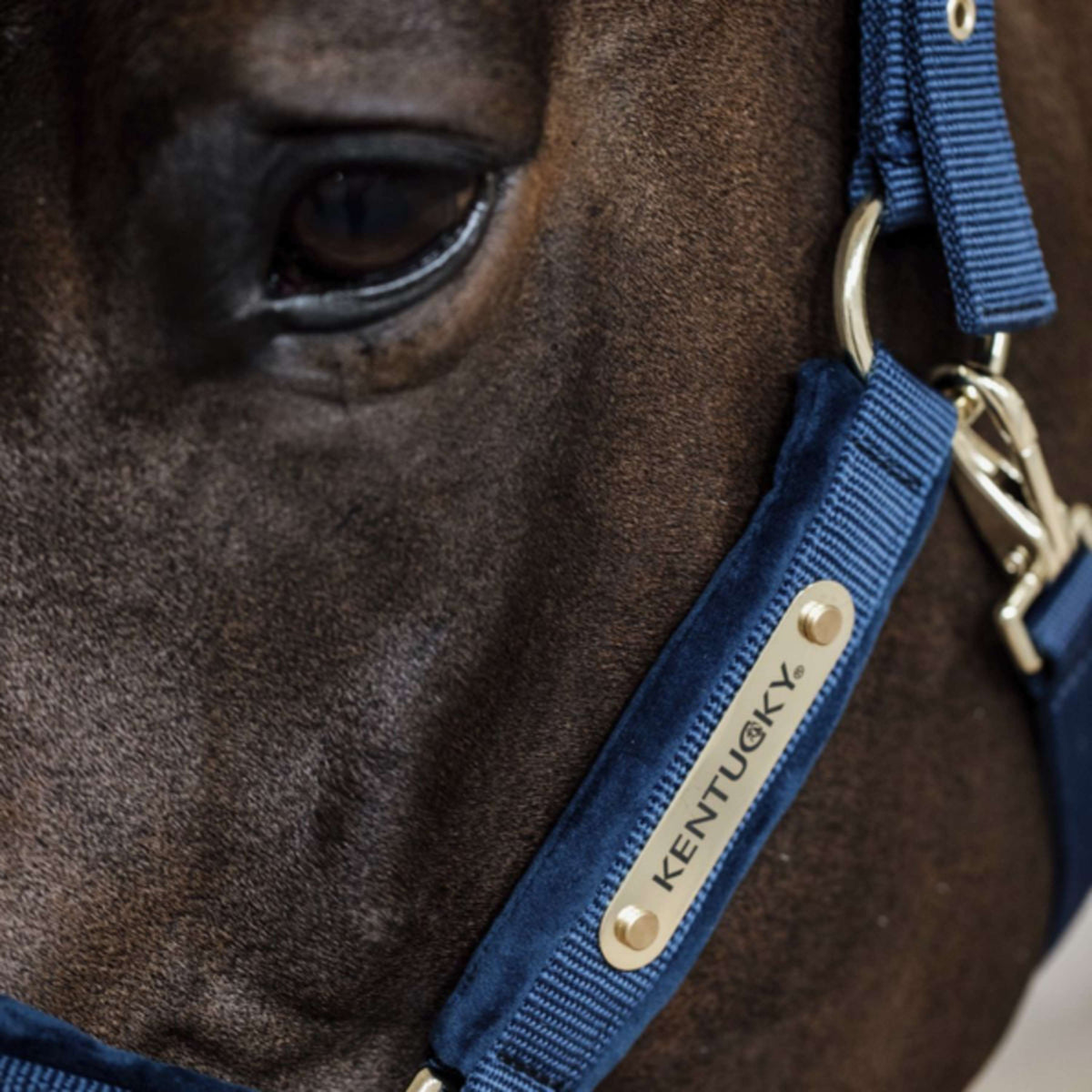 Kentucky Horsewear Cabezada Velvet Navy