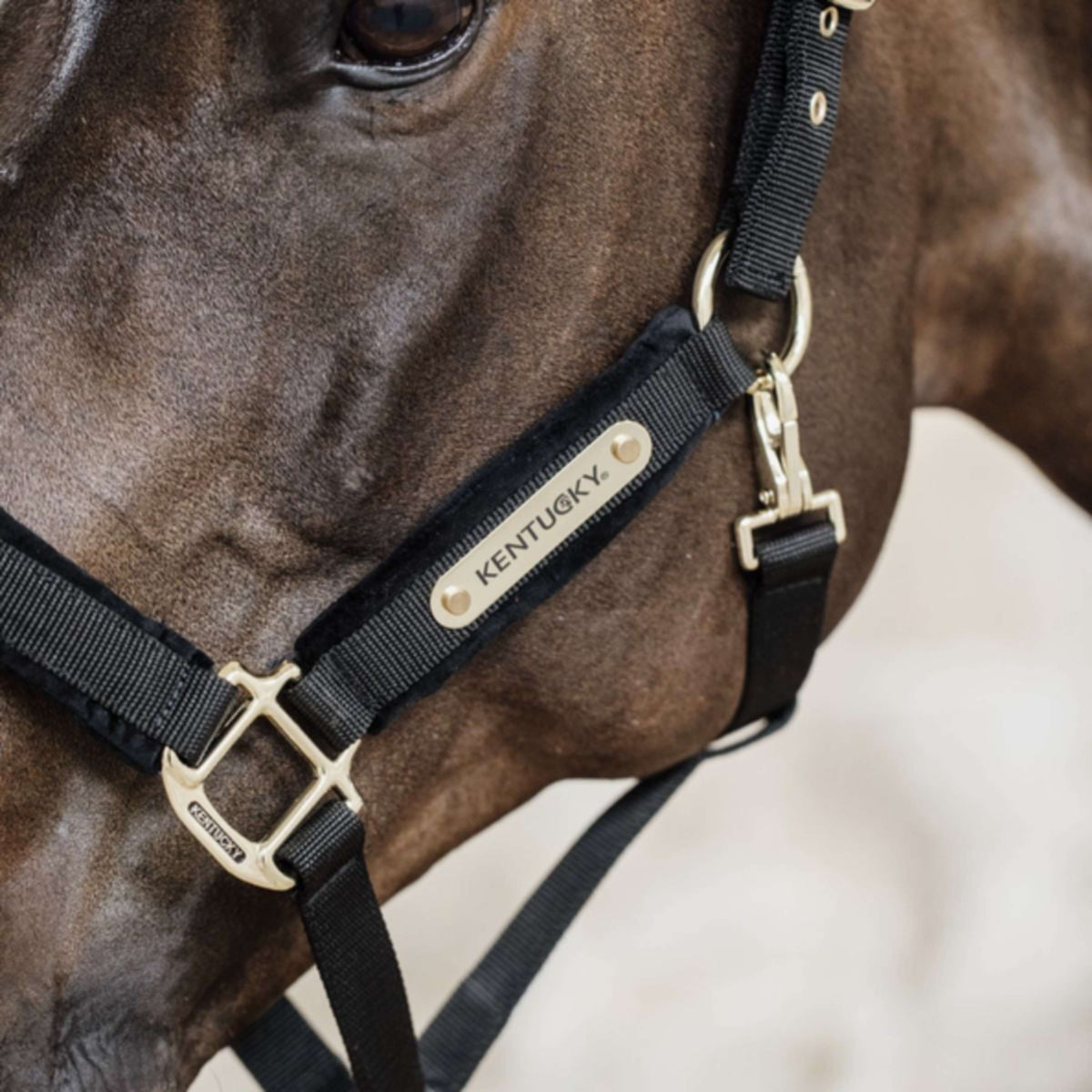 Kentucky Horsewear Cabezada Velvet Negro
