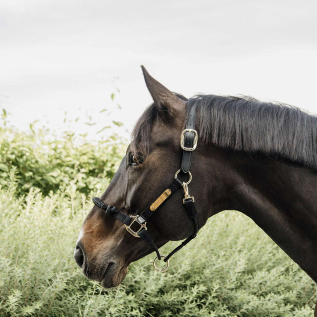 Kentucky Horsewear Cabestro de control Nylon Negro