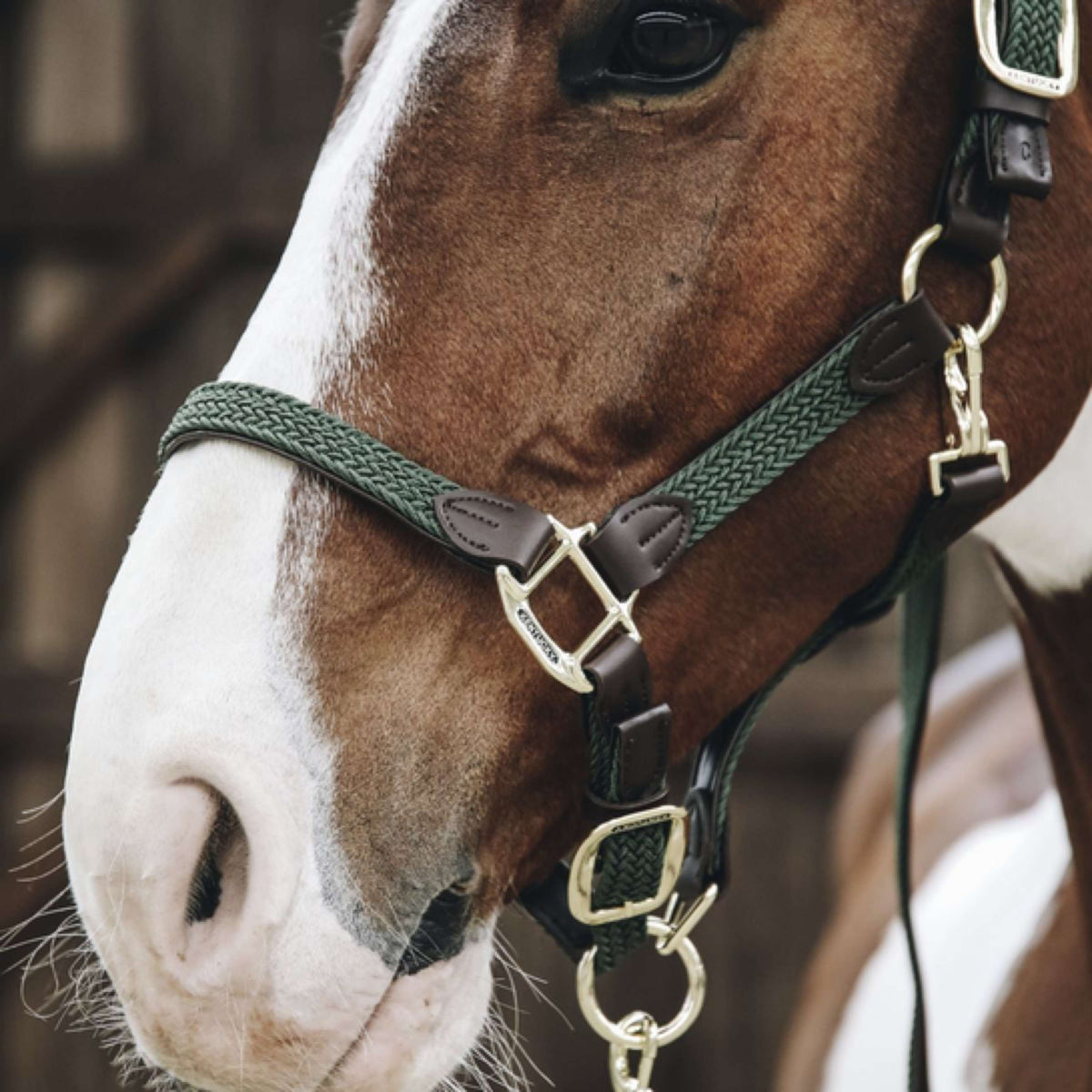 Kentucky Horsewear Cabezada Verde Oliva