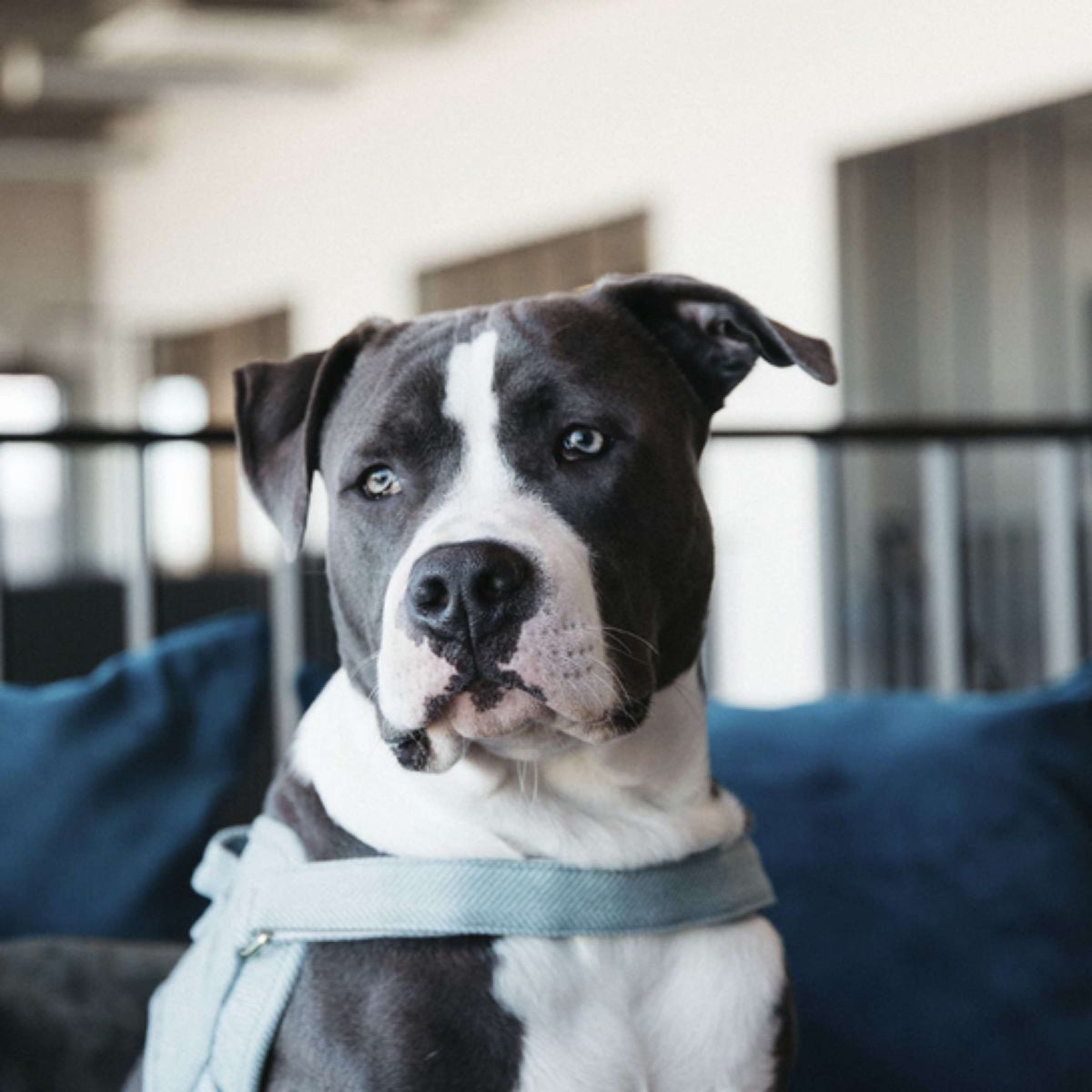Kentucky Dogwear Arnés Body Safe Español (ES): Lana Azul claro