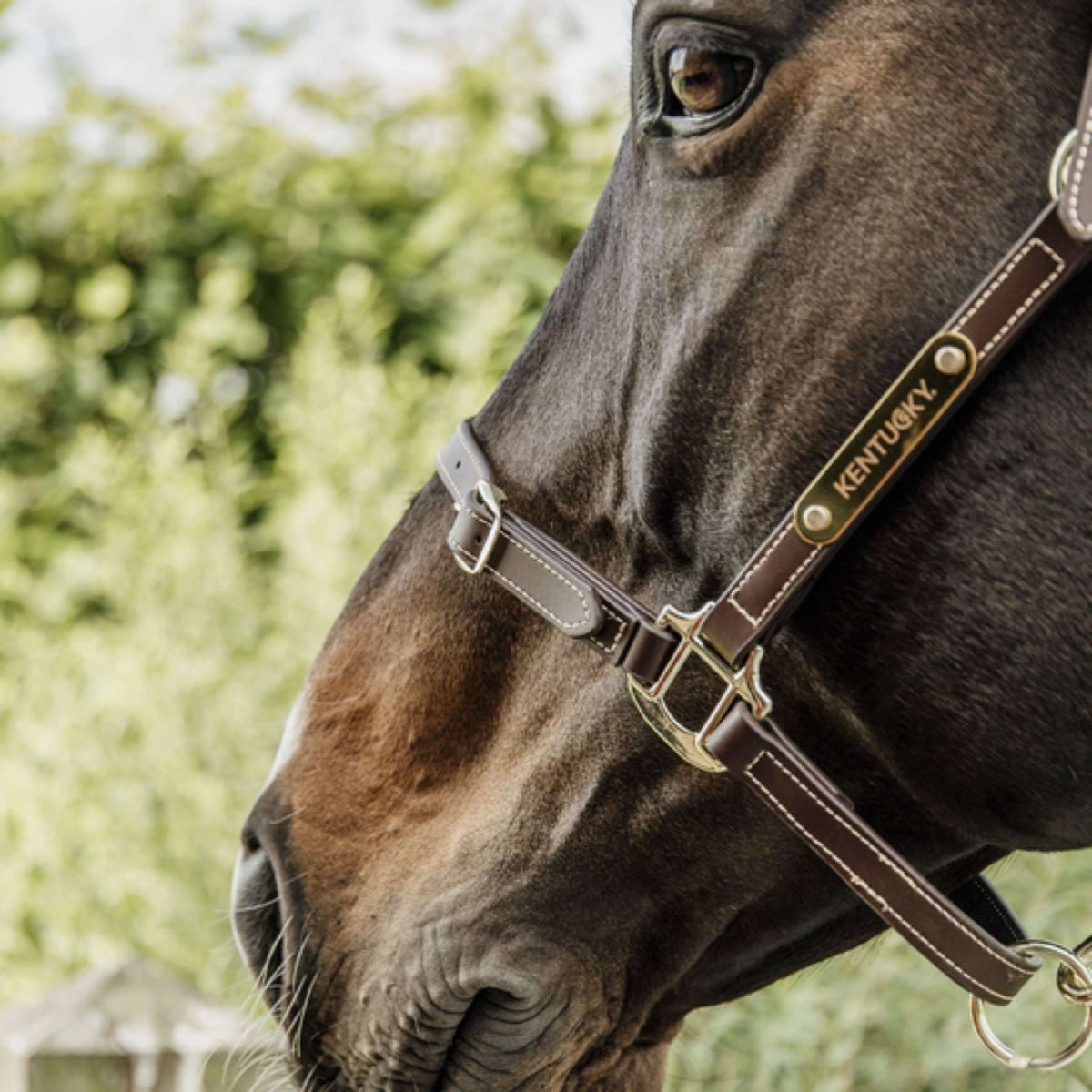 Kentucky Horsewear Cabestro de Cuero Cuero Flexible Marron