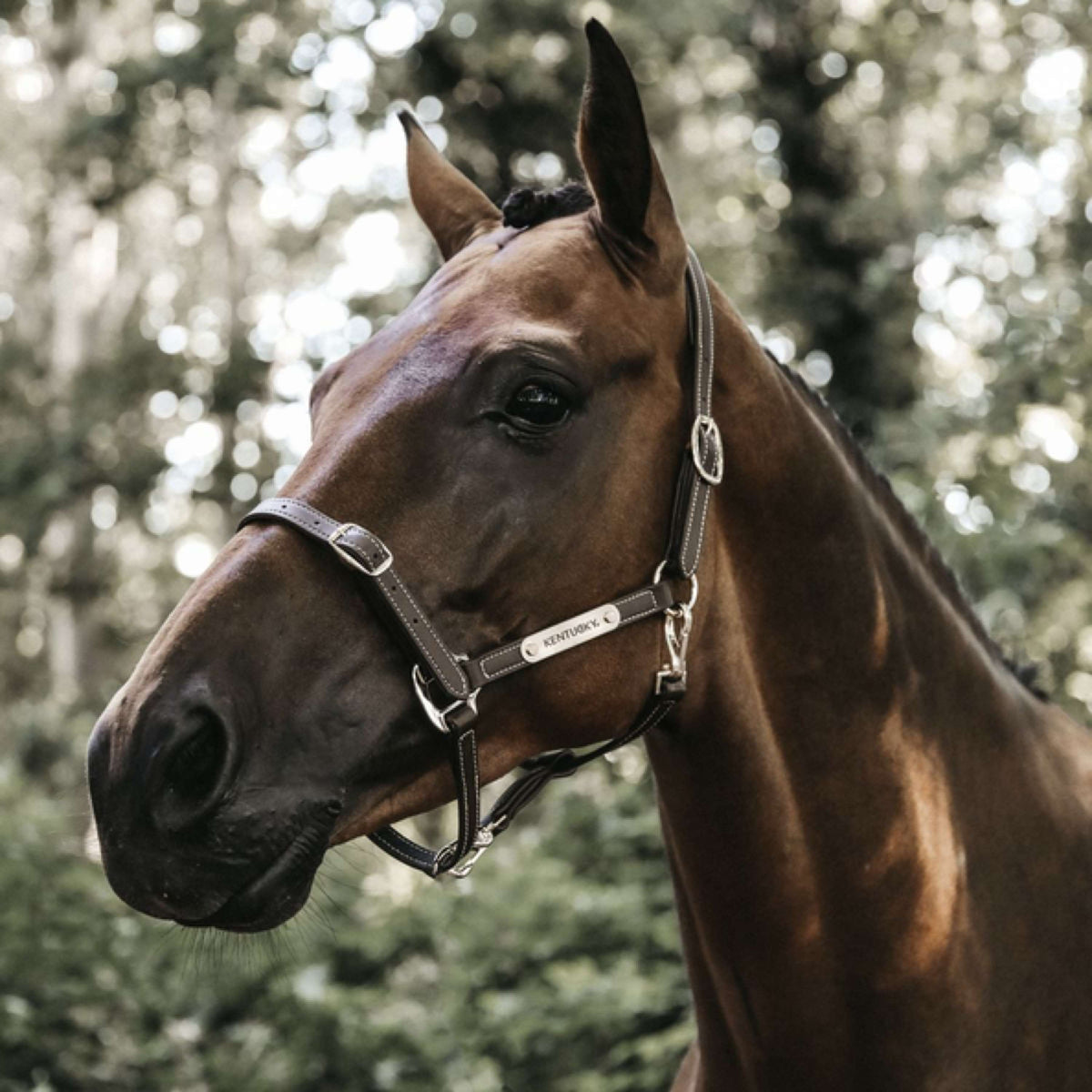 Kentucky Horsewear Cabestro de Cuero Cuero Flexible Marron